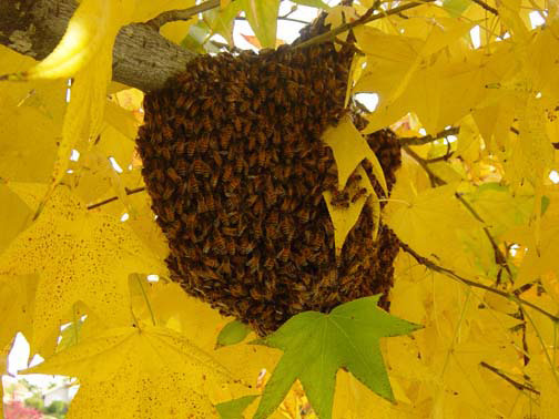 Lake Elsinore Bee Removal Guys Picture of a 
    swarm we relocated from a tree.