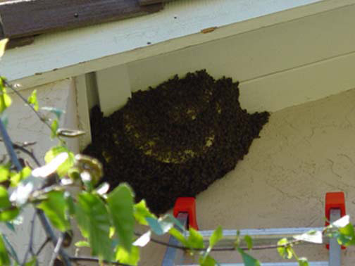 Bee Removal Wildomar This is a 
    picture of a hive hanging underneath an eave.