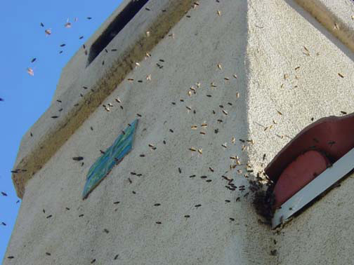 Bee Removal Hemet This is 
    a picture of a swarm that is in the eave of a house.