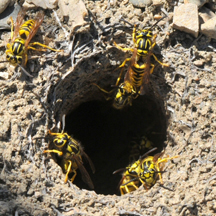 Yellow Jacket Removal French Valley CA